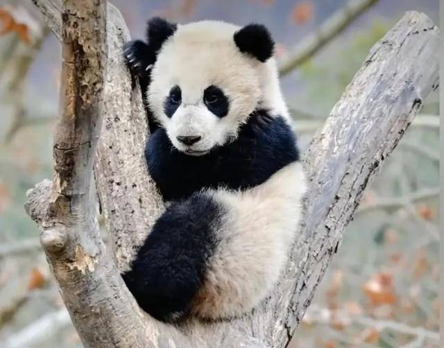 你是去挖煤了嗎？