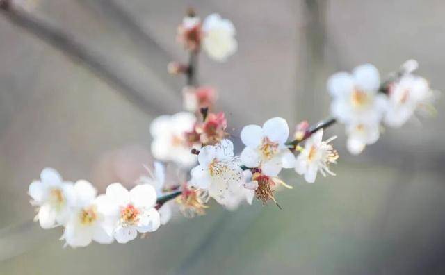 冬日浪漫！深圳坪山賞梅路線快收藏好
